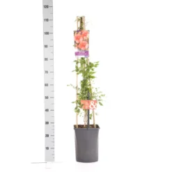 Trompetbloem (Campsis Tagliabuana 'Mme Galen') -Aanbiedingen Tuin Verrassing Winkel campsis t. madame galen 1.00 1.25