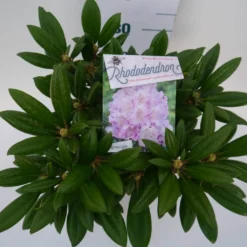 Dwergrhododendron (Rhododendron 'Caroline Allbrook') -Aanbiedingen Tuin Verrassing Winkel car. allbrook c4 boven