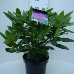 Rhododendron (Rhododendron Catawbiense 'Boursault') -Aanbiedingen Tuin Verrassing Winkel cat. boursalt c5 voor