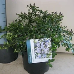 Amerikaanse Sering (Ceanothus Thyrsiflorus 'Repens') -Aanbiedingen Tuin Verrassing Winkel ceanothus repens c5 maart.jpg