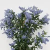 Amerikaanse Sering (Ceanothus Arboreus 'Trewithen Blue')