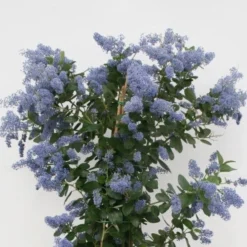Amerikaanse Sering (Ceanothus Arboreus 'Trewithen Blue')
