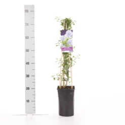 Amerikaanse Sering (Ceanothus Thyrsiflorus 'Repens') -Aanbiedingen Tuin Verrassing Winkel ceanothus thyrsiflorus var. repens