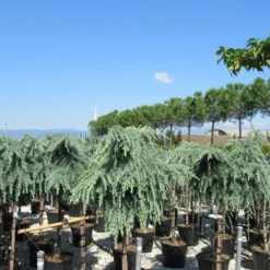 Treurceder Op Stam (Cedrus Libani 'Glauca Pendula') -Aanbiedingen Tuin Verrassing Winkel cedrus