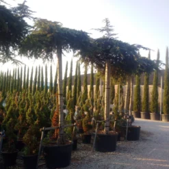 Ceder Als Dakboom (Cedrus Deodara 'Pendula') -Aanbiedingen Tuin Verrassing Winkel cedrus deodara dak