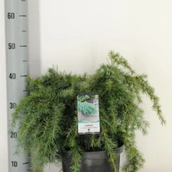 Ceder (Cedrus Deodara 'Feelin Blue') -Aanbiedingen Tuin Verrassing Winkel cedrus deodara feelin blue c5 m
