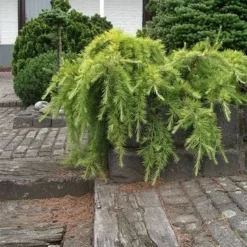 Ceder (Cedrus Deodara 'Golden Horizon') -Aanbiedingen Tuin Verrassing Winkel cedrus deodara golden horizon