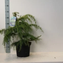 Ceder (Cedrus Deodara 'Golden Horizon') 8 Ceder (Cedrus Deodara 'Golden Horizon') -Aanbiedingen Tuin Verrassing Winkel cedrus deodara golden horizon 40 50 cm c7.5 1