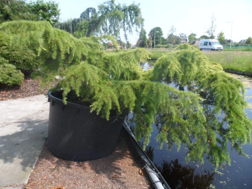 Ceder (Cedrus Deodara 'Golden Horizon') 2 Ceder (Cedrus Deodara 'Golden Horizon') - Afbeelding 2