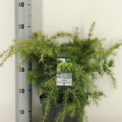 Ceder (Cedrus Deodara 'Golden Horizon') -Aanbiedingen Tuin Verrassing Winkel cedrus deodara golden horizon c5 m