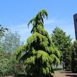 Treurceder (Cedrus Deodara 'Pendula') -Aanbiedingen Tuin Verrassing Winkel cedrus deodara pendula