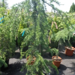 Treurceder (Cedrus Deodara 'Pendula') -Aanbiedingen Tuin Verrassing Winkel cedrus deodara pendula 150 175 c35