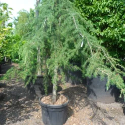 Treurceder (Cedrus Deodara 'Pendula') -Aanbiedingen Tuin Verrassing Winkel cedrus deodara pendula 20 25ho c110