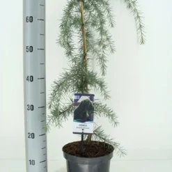 Treurceder (Cedrus Deodara 'Pendula') -Aanbiedingen Tuin Verrassing Winkel cedrus deodara pendula c3 m 1 1