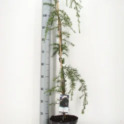 Treurceder (Cedrus Deodara 'Pendula') -Aanbiedingen Tuin Verrassing Winkel cedrus deodara pendula c5 m 1