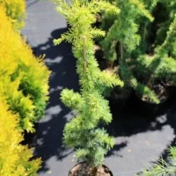 Atlasceder (Cedrus Libani 'Atlantica Aurea') -Aanbiedingen Tuin Verrassing Winkel cedrus libani atlantica aurea