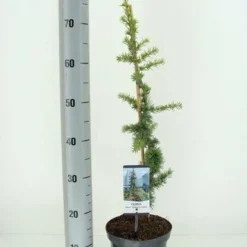 Atlasceder (Cedrus Libani 'Atlantica Aurea')