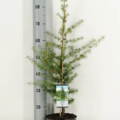 Libanonceder (Cedrus Libani) -Aanbiedingen Tuin Verrassing Winkel cedrus libani c3 m 1