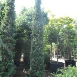 Zuilvormige Ceder (Cedrus Libani 'Fastigiata') -Aanbiedingen Tuin Verrassing Winkel cedrus libani fastigiata 250 300 350 c130 1 1
