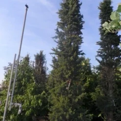 Zuilvormige Ceder (Cedrus Libani 'Fastigiata') -Aanbiedingen Tuin Verrassing Winkel cedrus libani fastigiata 300 350 c250 1 1