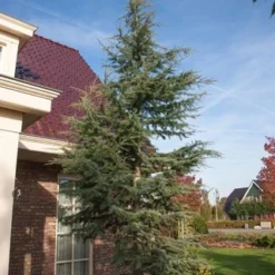 Atlasceder (Cedrus Libani 'Glauca') -Aanbiedingen Tuin Verrassing Winkel cedrus libani glauca