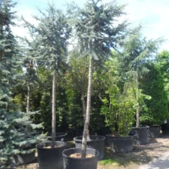 Atlasceder (Cedrus Libani 'Glauca') -Aanbiedingen Tuin Verrassing Winkel cedrus libani glauca 25 30ho c240