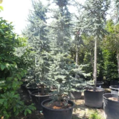 Atlasceder (Cedrus Libani 'Glauca') -Aanbiedingen Tuin Verrassing Winkel cedrus libani glauca 350 400 c240