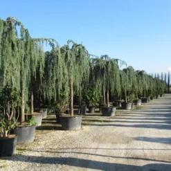 Treurceder Als Boom (Cedrus Libani 'Glauca Pendula') -Aanbiedingen Tuin Verrassing Winkel cedrus libani glauca pendula 2 1