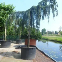 Treurceder Als Boom (Cedrus Libani 'Glauca Pendula') -Aanbiedingen Tuin Verrassing Winkel cedrus libani glauca pendula 35 40ho c1000 1
