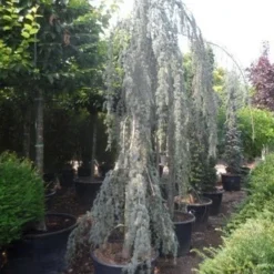 Treurceder Als Boom (Cedrus Libani 'Glauca Pendula') -Aanbiedingen Tuin Verrassing Winkel cedrus libani glauca pendula 350 400 c160 1