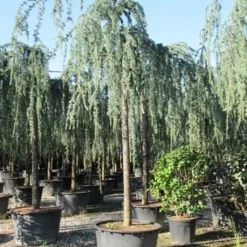 Treurceder Als Boom (Cedrus Libani 'Glauca Pendula') -Aanbiedingen Tuin Verrassing Winkel cedrus libani glauca pendula 3 1