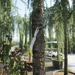 Treurceder Als Boom (Cedrus Libani 'Glauca Pendula') -Aanbiedingen Tuin Verrassing Winkel cedrus libani glauca pendula 5