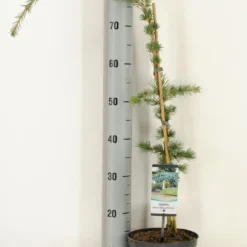 Treurceder Als Boom (Cedrus Libani 'Glauca Pendula') -Aanbiedingen Tuin Verrassing Winkel cedrus libani glauca pendula c3 m