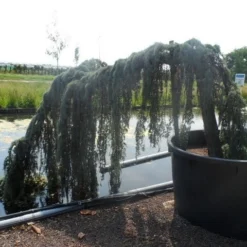 Treurceder Als Boom (Cedrus Libani 'Glauca Pendula') -Aanbiedingen Tuin Verrassing Winkel cedrus libani glauca pendula halfstam c1000 solitair 1