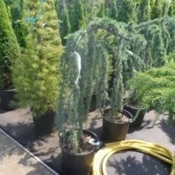 Treurceder Als Boom (Cedrus Libani 'Glauca Pendula') -Aanbiedingen Tuin Verrassing Winkel cedrus libani glauca pendula halfstam c35 1