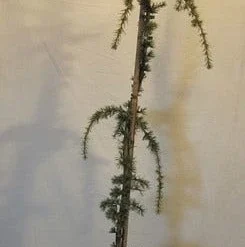 Treurceder Als Boom (Cedrus Libani 'Glauca Pendula') -Aanbiedingen Tuin Verrassing Winkel cedrus libani glaucapendula150 175