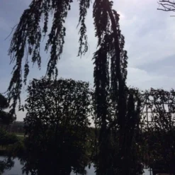 Treurceder Als Boom (Cedrus Libani 'Glauca Pendula') -Aanbiedingen Tuin Verrassing Winkel cedrus libanica glauca pendula solitair geveerd
