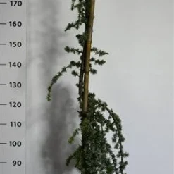 Treurceder (Cedrus Libani 'Glauca Pendula') 7 Treurceder (Cedrus Libani 'Glauca Pendula') -Aanbiedingen Tuin Verrassing Winkel cedrusglaucape 1