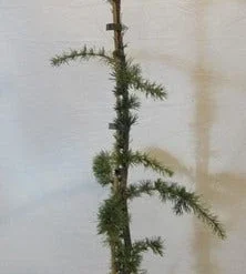 Treurceder Als Boom (Cedrus Libani 'Glauca Pendula') -Aanbiedingen Tuin Verrassing Winkel celibanicaglauca pendula080