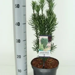 Knoptaxus (Cephalotaxus Harringtonia 'Fastigiata') -Aanbiedingen Tuin Verrassing Winkel cephalotaxus harr. fastigiata winter c3 m