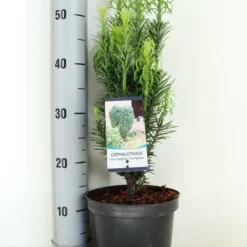 Knoptaxus (Cephalotaxus Harringtonia 'Fastigiata') -Aanbiedingen Tuin Verrassing Winkel cephalotaxus harr. fastigiata zomer c3 m