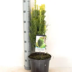 Knoptaxus (Cephalotaxus Harringtonia 'Fastigiata') -Aanbiedingen Tuin Verrassing Winkel cephalotaxus harringtonia fastigiata zomer c5 m