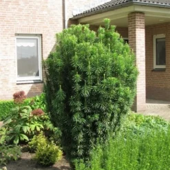 Knoptaxus (Cephalotaxus Harringtonia 'Fastigiata') -Aanbiedingen Tuin Verrassing Winkel cephalotaxus harringtonii fastigiata