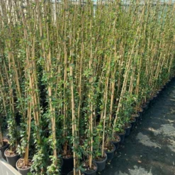 Toscaanse Jasmijn (Trachelospermum Jasminoides 'Winter Ruby') 5 Toscaanse Jasmijn (Trachelospermum Jasminoides 'Winter Ruby') -Aanbiedingen Tuin Verrassing Winkel cf397af1 424c 440f b659 6b33d5eedf60