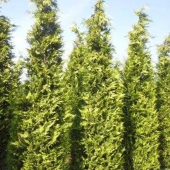 Gele Haagconifeer (Chamaecyparis Lawsoniana 'Ivonne') -Aanbiedingen Tuin Verrassing Winkel cham l ivonne 400 450 1