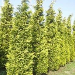 Gele Haagconifeer (Chamaecyparis Lawsoniana 'Ivonne') -Aanbiedingen Tuin Verrassing Winkel cham l ivonne 400 450 1 1