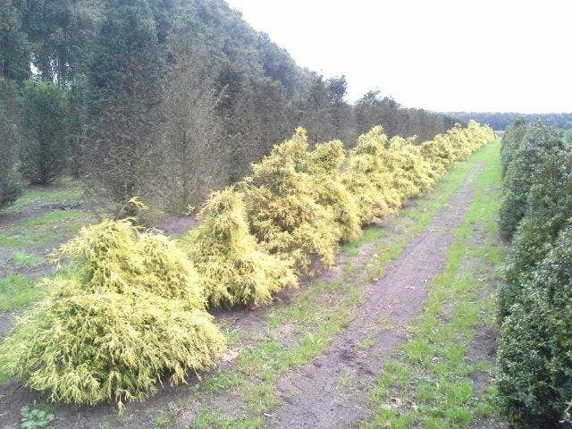 Cypres (Chamaecyparis Pisifera 'Filifera Aurea') 2 Cypres (Chamaecyparis Pisifera 'Filifera Aurea') - Afbeelding 2