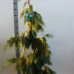 Cypres (Chamaecyparis Nootkatensis 'Pendula') -Aanbiedingen Tuin Verrassing Winkel chamacyparis n pendula 100 125 cm co. 10l b kopie