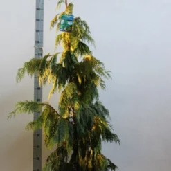 Cypres (Chamaecyparis Nootkatensis 'Pendula') -Aanbiedingen Tuin Verrassing Winkel chamacyparis n pendula 100 125 cm co. 10l kopie