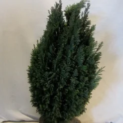 Cypres (Chamaecyparis Lawsoniana 'Ellwoodii') -Aanbiedingen Tuin Verrassing Winkel chamacyparislellwoodii060 080